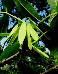 Fraxinus angustifolia subesp. angustifolia