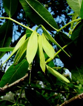 Fotografia 1 da espécie Fraxinus angustifolia subesp. angustifolia no Jardim Botânico UTAD