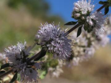 Fotografia da espécie Mentha cervina