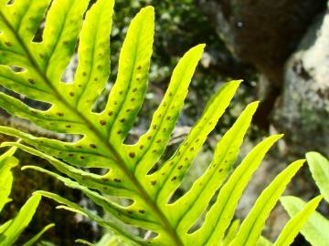 Fotografia da espécie Polypodium interjectum