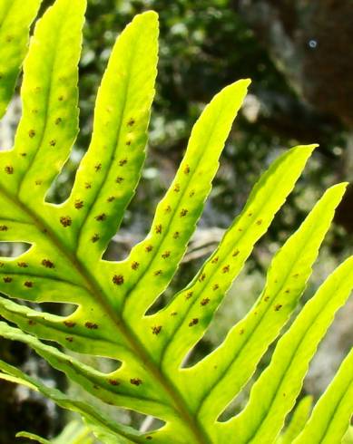 Fotografia de capa Polypodium interjectum - do Jardim Botânico