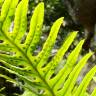 Fotografia 1 da espécie Polypodium interjectum do Jardim Botânico UTAD