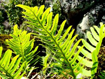 Fotografia da espécie Polypodium interjectum