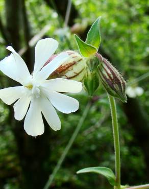 Fotografia 5 da espécie Silene latifolia no Jardim Botânico UTAD