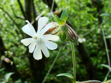 Fotografia da espécie Silene latifolia