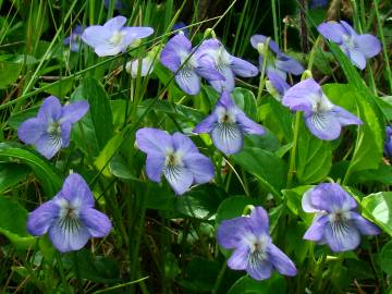 Fotografia da espécie Viola riviniana