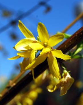 Fotografia 4 da espécie Forsythia x intermedia no Jardim Botânico UTAD