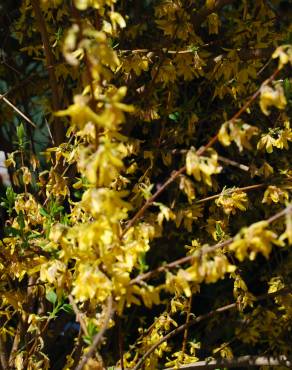 Fotografia 5 da espécie Forsythia x intermedia no Jardim Botânico UTAD