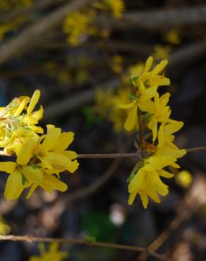 Fotografia 6 da espécie Forsythia x intermedia no Jardim Botânico UTAD