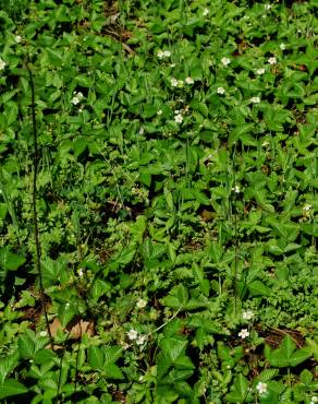 Fotografia 2 da espécie Fragaria vesca subesp. vesca no Jardim Botânico UTAD