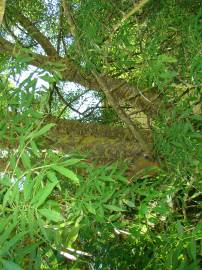 Fotografia da espécie Fraxinus angustifolia subesp. angustifolia