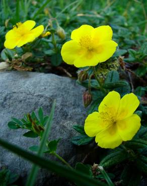 Fotografia 1 da espécie Helianthemum aegyptiacum no Jardim Botânico UTAD