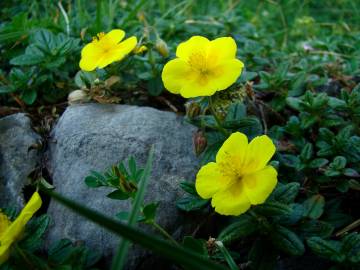 Fotografia da espécie Helianthemum aegyptiacum