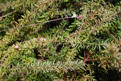 Fotografia da espécie Grevillea lanigera