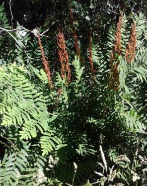 Fotografia 3 da espécie Osmunda regalis no Jardim Botânico UTAD
