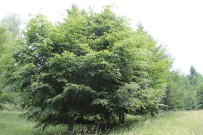 Fotografia da espécie Fagus sylvatica