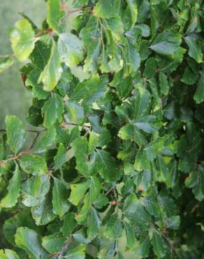 Fotografia 8 da espécie Fagus sylvatica no Jardim Botânico UTAD