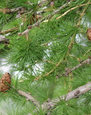 Fotografia 5 da espécie Larix decidua no Jardim Botânico UTAD