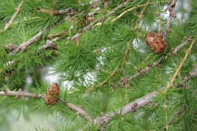 Fotografia da espécie Larix decidua