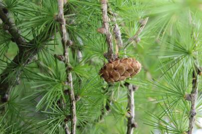 Fotografia da espécie Larix decidua