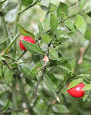 Fotografia de capa Ruscus aculeatus - do Jardim Botânico