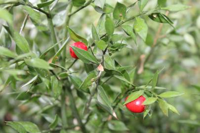 Fotografia da espécie Ruscus aculeatus