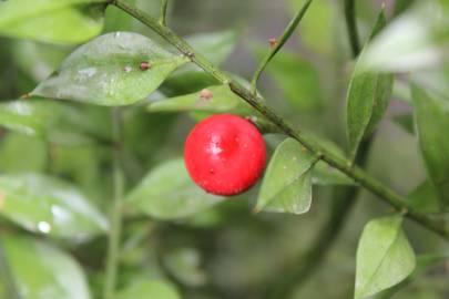 Fotografia da espécie Ruscus aculeatus