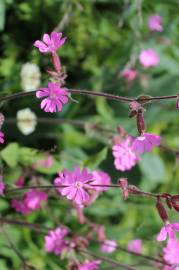 Fotografia da espécie Silene dioica