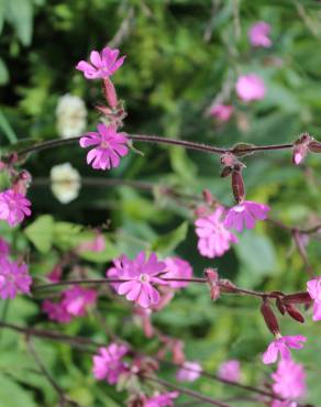 Fotografia 1 da espécie Silene dioica no Jardim Botânico UTAD