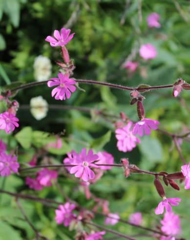 Fotografia de capa Silene dioica - do Jardim Botânico