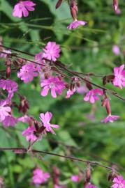 Fotografia da espécie Silene dioica