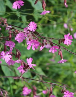 Fotografia 3 da espécie Silene dioica no Jardim Botânico UTAD