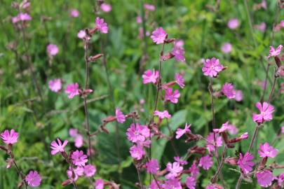 Fotografia da espécie Silene dioica