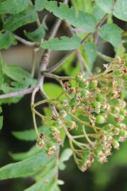 Fotografia da espécie Sorbus aucuparia