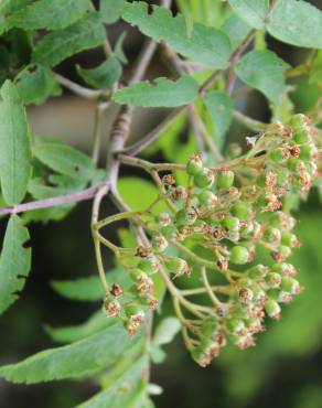 Fotografia 4 da espécie Sorbus aucuparia no Jardim Botânico UTAD