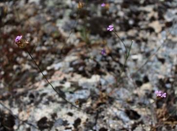 Fotografia da espécie Petrorhagia nanteuilii