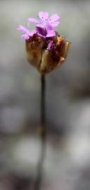 Fotografia da espécie Petrorhagia nanteuilii