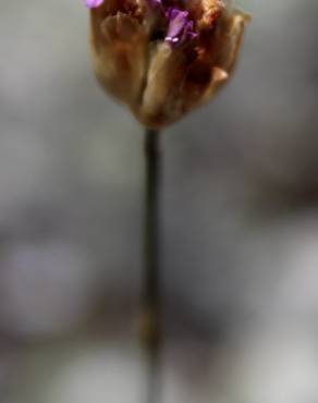 Fotografia 3 da espécie Petrorhagia nanteuilii no Jardim Botânico UTAD