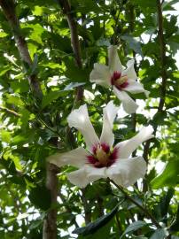 Fotografia da espécie Hibiscus syriacus