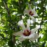Fotografia 2 da espécie Hibiscus syriacus do Jardim Botânico UTAD