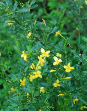 Fotografia 3 da espécie Chrysojasminum fruticans no Jardim Botânico UTAD