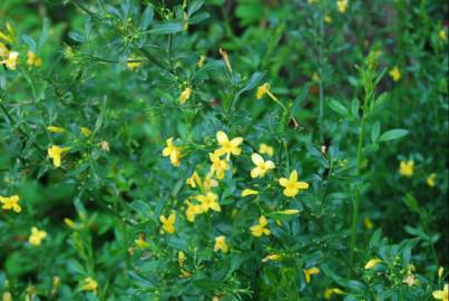 Fotografia da espécie Chrysojasminum fruticans