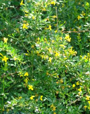 Fotografia 4 da espécie Chrysojasminum fruticans no Jardim Botânico UTAD