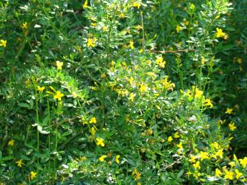 Fotografia da espécie Chrysojasminum fruticans