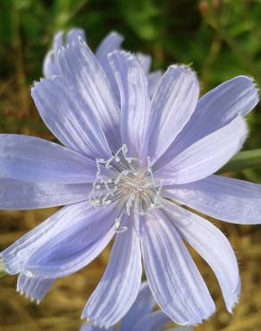 Fotografia 4 da espécie Cichorium intybus no Jardim Botânico UTAD