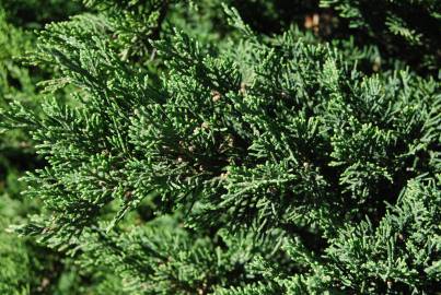 Fotografia da espécie Juniperus sabina var. tamariscifolia