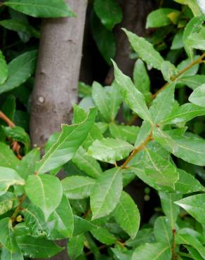 Fotografia 4 da espécie Laurus nobilis no Jardim Botânico UTAD