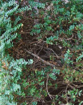 Fotografia 5 da espécie Lonicera nitida no Jardim Botânico UTAD