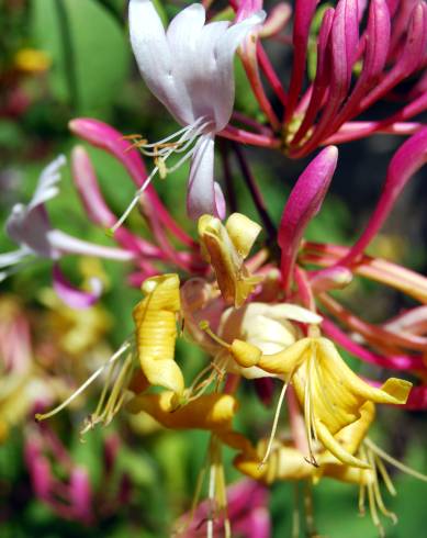 Fotografia de capa Lonicera periclymenum subesp. periclymenum - do Jardim Botânico