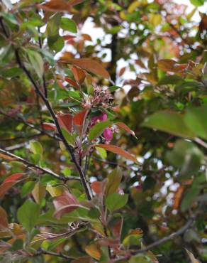 Fotografia 4 da espécie Malus x purpurea no Jardim Botânico UTAD